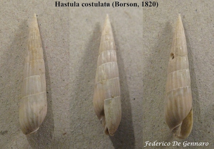 Hastula costulata (Borson, 1820)